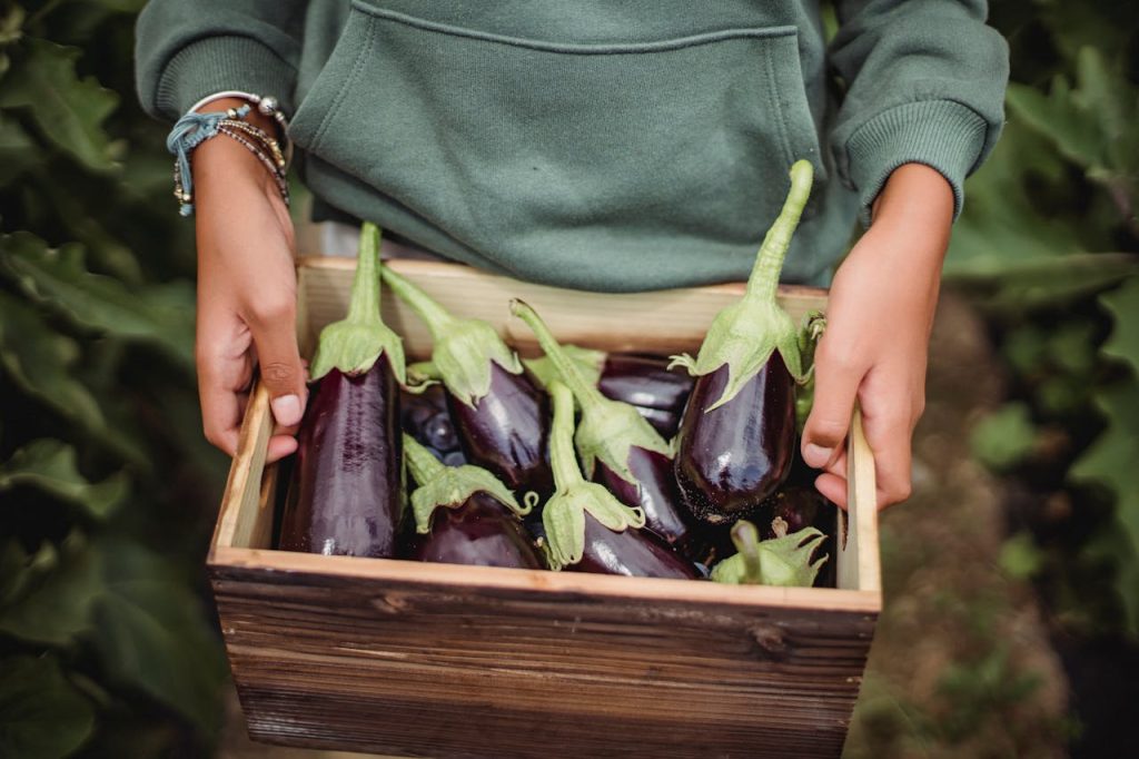 Basket of eggplants